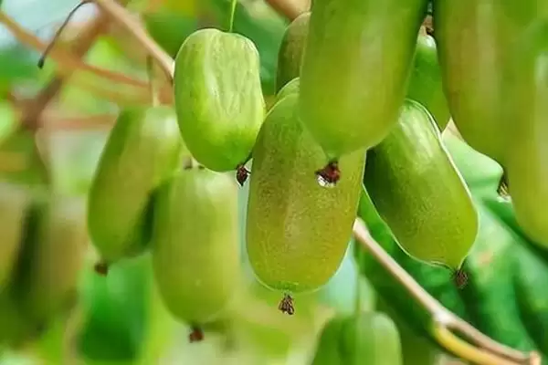 软枣猕猴桃北方过冬方法(软枣猕猴桃北方入冬前需修剪、施肥)?插图5 软枣猕猴桃北方过冬方法(软枣猕猴桃北方入冬前需修剪、施肥)?插图5