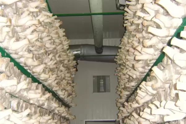 识别食用菌杂菌方法介绍(从颜色、气味等区分食用菌杂菌)?插图2 识别食用菌杂菌方法介绍(从颜色、气味等区分食用菌杂菌)?插图2