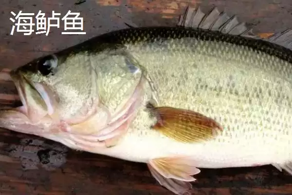 海鲈鱼和淡水鲈鱼区别要点(海鲈鱼和淡水鲈鱼有什么区别，海鲈鱼身体粗长、淡水鲈鱼呈纺锤形)？插图1