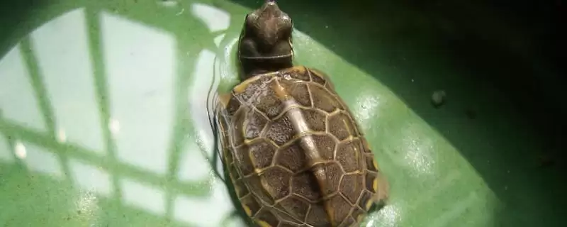 中华草龟分布省份及地区差异情况(中华草龟分布省份及地区差异情况)？-会东网