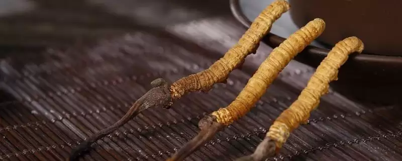 冬虫夏草的组成相关情况(冬虫夏草是什么东西，由虫体及从头部长出的真菌子座组成)？-会东网