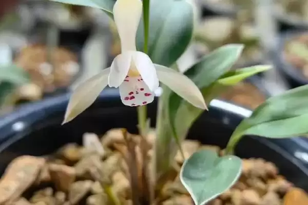 最贵兔耳兰品种及宽叶兰小兰草等介绍(最贵的兔耳兰品种有哪些及介绍)?插图6 最贵兔耳兰品种及宽叶兰小兰草等介绍(最贵的兔耳兰品种有哪些及介绍)?插图6