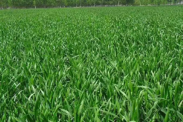 太紫6336小麦品种播期介绍(太紫6336适宜播期9月下旬至10月上旬)？插图1
