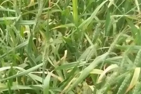 小麦叶枯病发病规律及4-5月发病情况(小麦叶枯病发病规律及发病时间)?插图3 小麦叶枯病发病规律及4-5月发病情况(小麦叶枯病发病规律及发病时间)?插图3