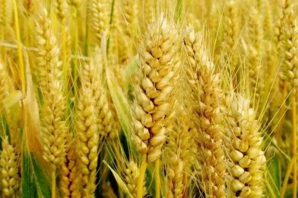 宛麦16小麦种子防虫要点(宛麦16重视白粉病的防治)?插图3 宛麦16小麦种子防虫要点(宛麦16重视白粉病的防治)?插图3