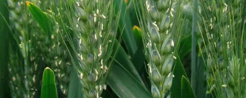 驻麦586小麦种子简介与适宜基本苗数(驻麦586小麦种子简介及适宜基本苗数)?-会东网
