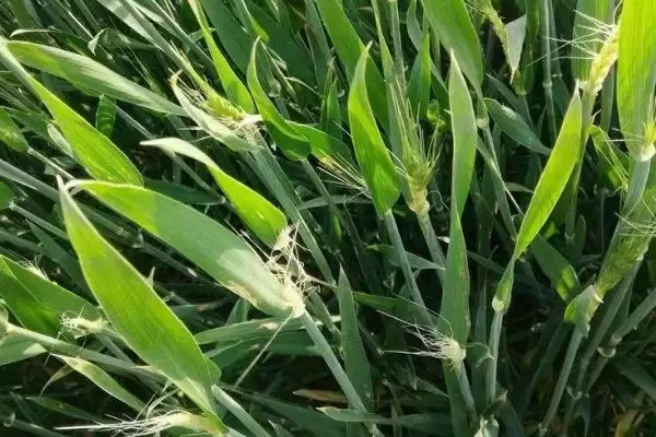 天宁38号小麦品种生育期情况(天宁38号全生育期192-216天)？插图2