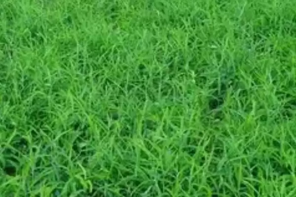 柴胡选择在沙壤土种植为佳(柴胡种植选择沙壤土有何优势)？插图1