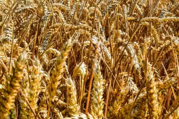 徐麦35特征特性与全生育期时长(徐麦35特征特性及生育期)？插图1