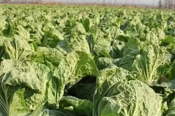 大白菜根腐病的防治用药(大白菜根腐病用什么药剂,可使用多菌灵、恶霉灵、咯菌腈等)?插图3 大白菜根腐病的防治用药(大白菜根腐病用什么药剂,可使用多菌灵、恶霉灵、咯菌腈等)?插图3