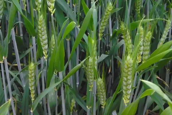 甘育2号小麦种子情况、播种量(甘育2号小麦种子介绍,亩播种量25-30公斤)?插图1 甘育2号小麦种子情况、播种量(甘育2号小麦种子介绍,亩播种量25-30公斤)?插图1