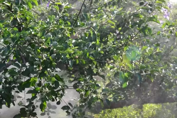 咪鲜胺作用介绍(咪鲜胺可防治子囊菌和半知菌病害)？插图2