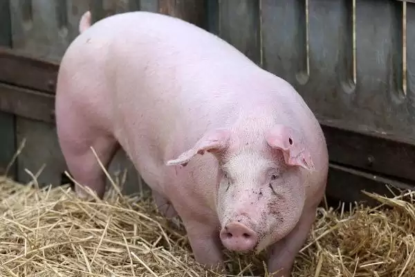 母猪催奶方法介绍(母猪可用黄瓜、韭菜等食物催奶)?插图3 母猪催奶方法介绍(母猪可用黄瓜、韭菜等食物催奶)?插图3