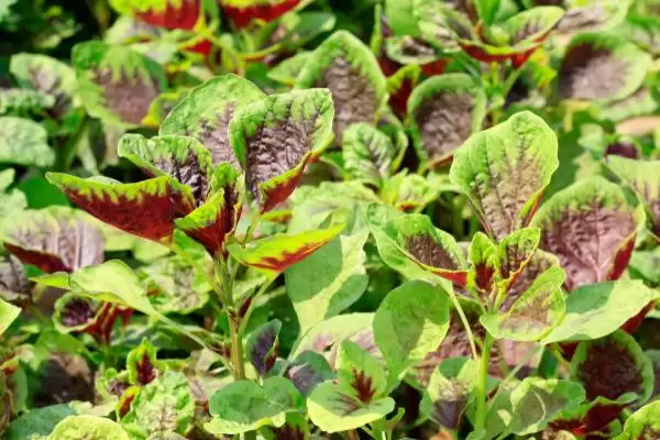 河南野菜的种类相关情况介绍(河南野菜的种类,你吃过哪几种)?插图7 河南野菜的种类相关情况介绍(河南野菜的种类,你吃过哪几种)?插图7