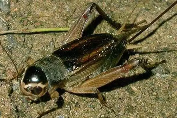 蟋蟀品种介绍及中华大棺头等品种特性(蟋蟀品种及中华等品种有何特性)？插图3