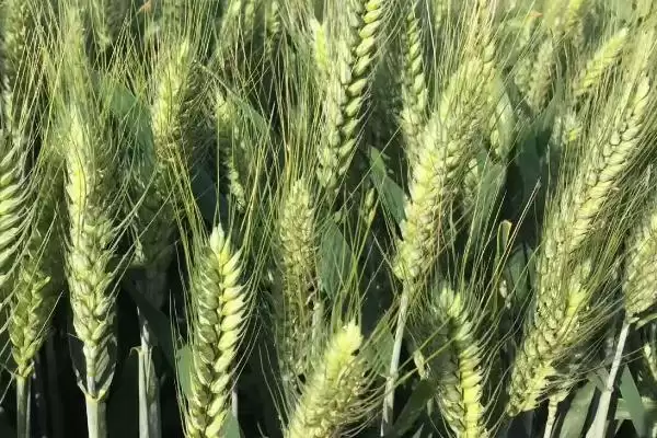 花培8号小麦品种特性、所属类型(花培8号小麦品种的特性，属弱春性多穗型中晚熟品种)？插图3