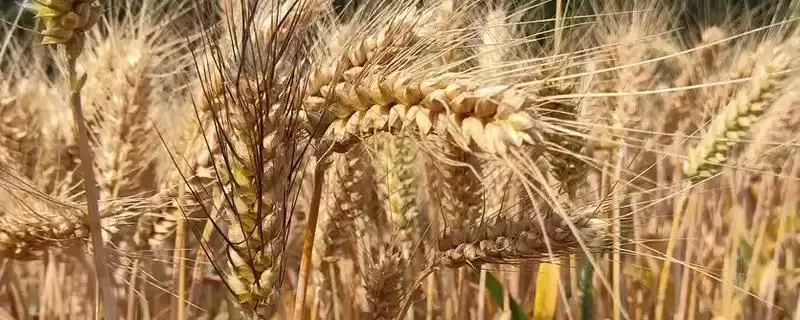 小麦叶枯病发病规律及4-5月发病情况(小麦叶枯病发病规律及发病时间)?-会东网
