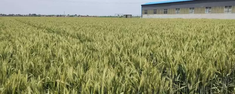 龙堂一号小麦品种播种要点(龙堂一号足墒播种)？-会东网