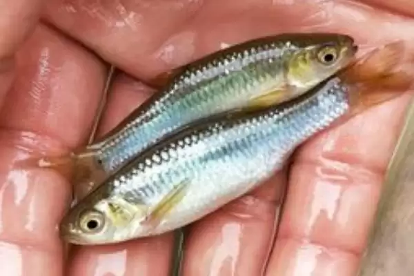 麦穗鱼简介(麦穗鱼是常见的小型淡水鱼类)?插图2 麦穗鱼简介(麦穗鱼是常见的小型淡水鱼类)?插图2