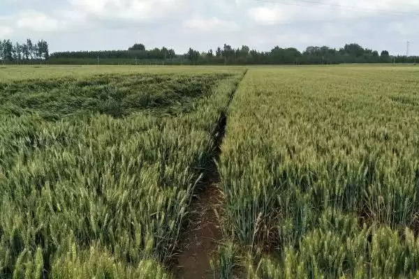 花培1号小麦种子情况、全生育期(花培1号小麦种子介绍，全生育期217天)？插图1