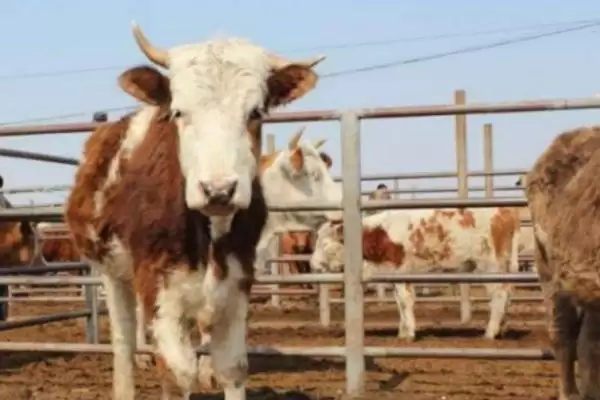 牛反刍吐草原因介绍(牛反刍吐草可能因消化紊乱等原因)？插图2