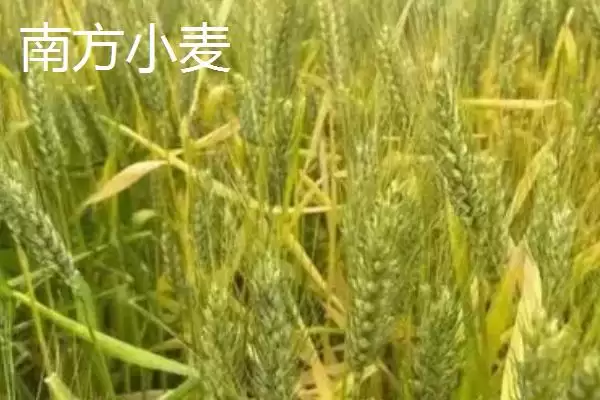 南方小麦种植情况介绍(南方种植的通常是冬小麦)?插图2 南方小麦种植情况介绍(南方种植的通常是冬小麦)?插图2