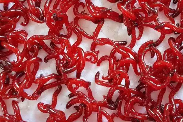 手竿钓白条鱼饵料选择(手竿钓白条鱼可选自然和商品饵料)？插图2