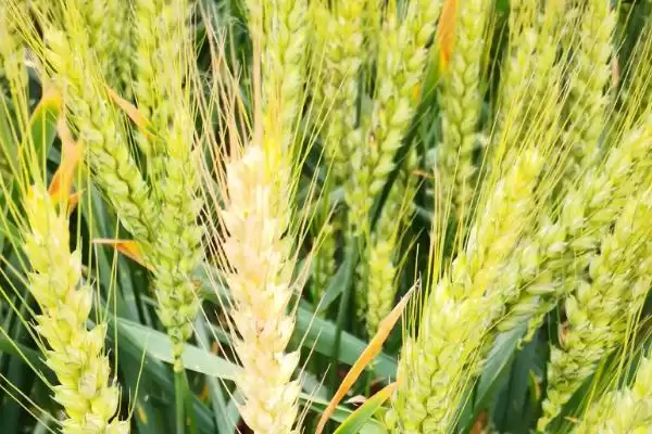 汶农六号小麦种子播期介绍(汶农六号适宜播期10月1-15日)？插图2