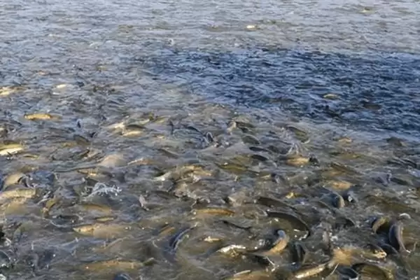 草鱼养殖方法及分级轮养等要点(草鱼如何养殖及分级轮养等要点)?插图6 草鱼养殖方法及分级轮养等要点(草鱼如何养殖及分级轮养等要点)?插图6