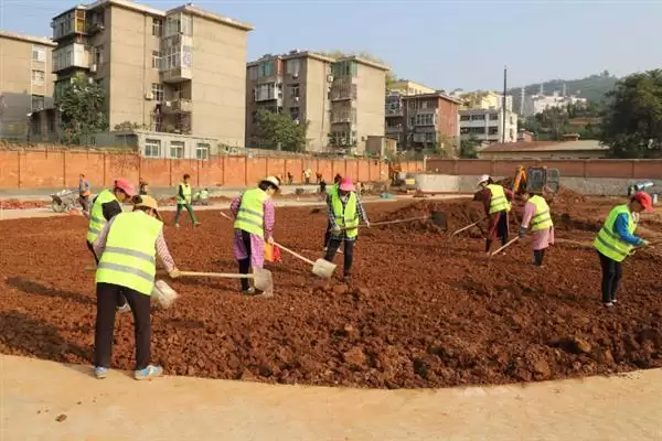 土豆种植方法介绍(土豆种植要确保水分等充足)？插图1