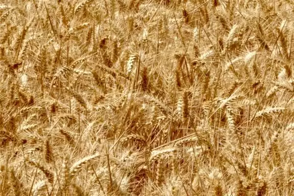 存麦12号麦种情况、所属类型(存麦12号麦种的介绍，是一种半冬性的小麦品种)？插图2