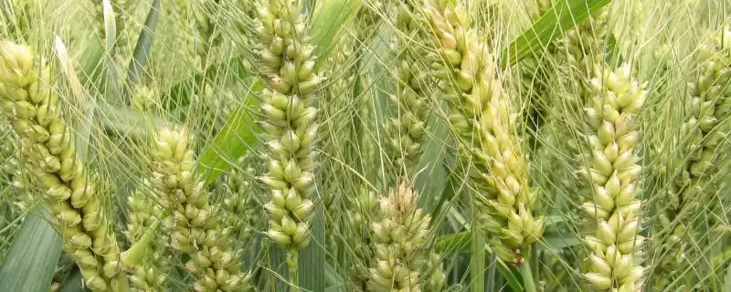 徐麦9158小麦种子介绍与适宜播期(徐麦9158小麦种子介绍及播期)?-会东网