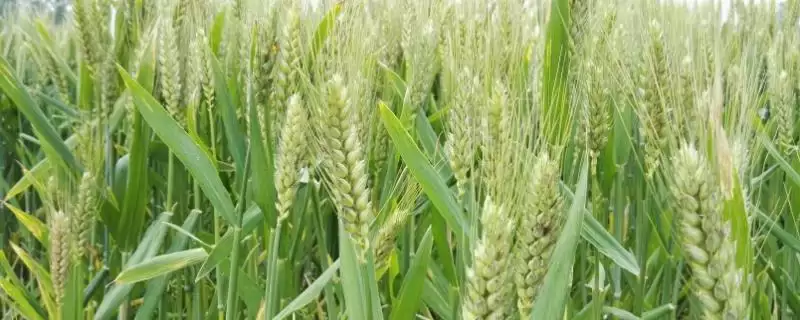 小麦属于南方还是北方作物及分布(小麦属南方还是北方作物及分布)？-会东网