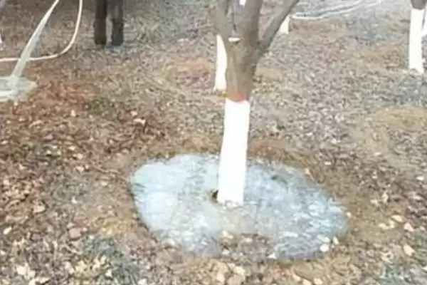 软枣猕猴桃北方过冬方法(软枣猕猴桃北方入冬前需修剪、施肥)?插图3 软枣猕猴桃北方过冬方法(软枣猕猴桃北方入冬前需修剪、施肥)?插图3