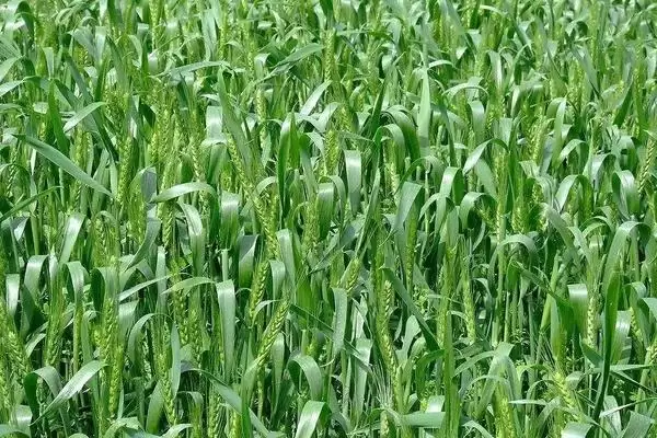 苏研麦208小麦种子抗病特性(苏研麦208中抗黄花叶病)?插图1 苏研麦208小麦种子抗病特性(苏研麦208中抗黄花叶病)?插图1