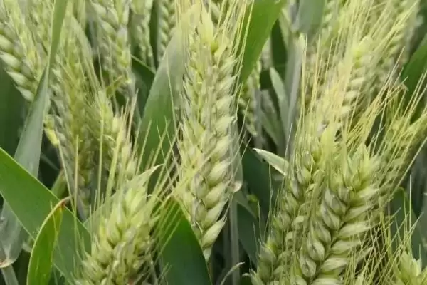 宁春60号小麦种防虫要点(宁春60号抽穗前后及时防治蚜虫)？插图2