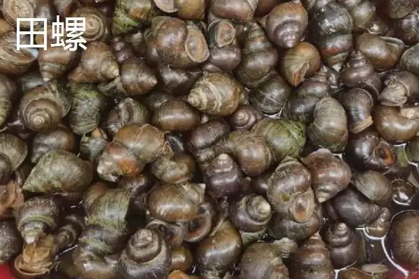 淡水螺的产地相关情况(淡水螺的产地,广东、福建等地养殖较多)?插图2 淡水螺的产地相关情况(淡水螺的产地,广东、福建等地养殖较多)?插图2