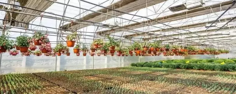 棚室内降低湿度方式介绍(棚室内降低湿度可选用无滴膜等)？-会东网
