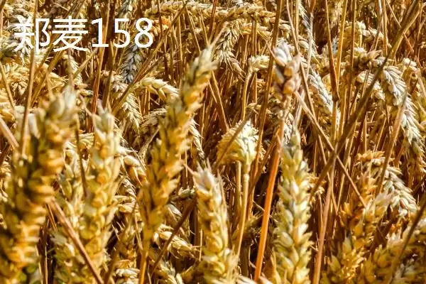 河南麦子品种选择推荐及品种介绍(在河南选择哪个麦子品种好及品种推荐)?插图2 河南麦子品种选择推荐及品种介绍(在河南选择哪个麦子品种好及品种推荐)?插图2