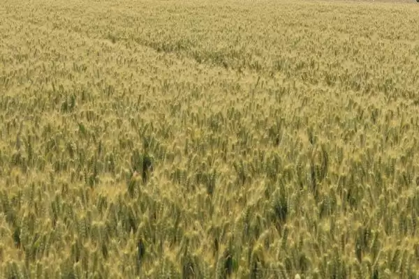 舜麦1718小麦种子品种属性(舜麦1718为冬性或半冬性)？插图2