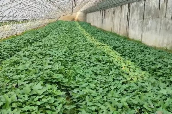甘薯冷床育苗技术相关要点(甘薯冷床育苗技术简介,需调好温、浇好水、炼好苗等)?插图1 甘薯冷床育苗技术相关要点(甘薯冷床育苗技术简介,需调好温、浇好水、炼好苗等)?插图1