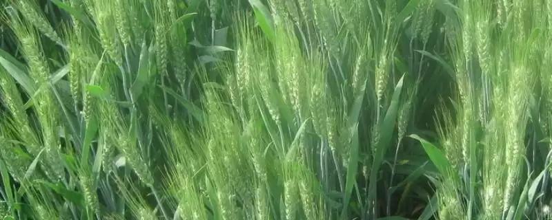 徐麦185小麦种子特点与适宜播期范围(徐麦185小麦种子特点及播期范围)?-会东网