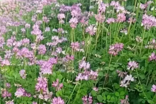 紫云英作用及维持氮循环饲喂家畜情况(紫云英的作用如何及相关情况)?插图1 紫云英作用及维持氮循环饲喂家畜情况(紫云英的作用如何及相关情况)?插图1