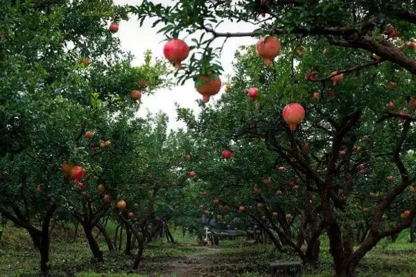 石榴种植方法及播种前种子处理要点(怎么种植石榴及播种前种子处理要点)?插图2 石榴种植方法及播种前种子处理要点(怎么种植石榴及播种前种子处理要点)?插图2