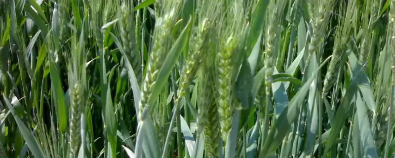 硅谷827小麦种子情况、适宜基本苗数(硅谷827小麦种子简介，每亩适宜基本苗20万—30万)？-会东网