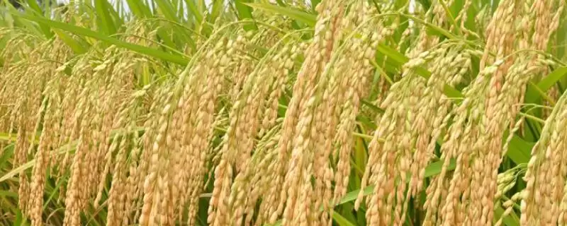 冈优1222水稻种子每亩栽插1万-1.4万穴(冈优1222水稻种子每亩栽插1万-1.4万穴有何要点)？-会东网