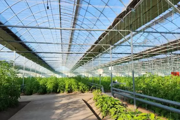 棚室内降低湿度方式介绍(棚室内降低湿度可选用无滴膜等)?插图6 棚室内降低湿度方式介绍(棚室内降低湿度可选用无滴膜等)?插图6