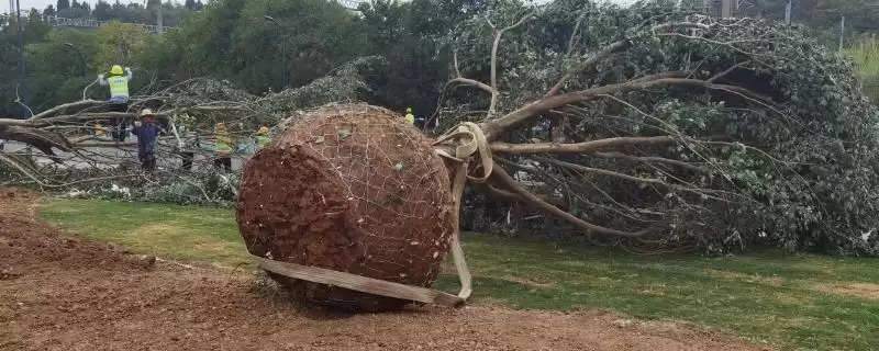 冬至后可以移栽树木(冬至后移栽树木有何注意事项)?插图 冬至后可以移栽树木(冬至后移栽树木有何注意事项)?插图