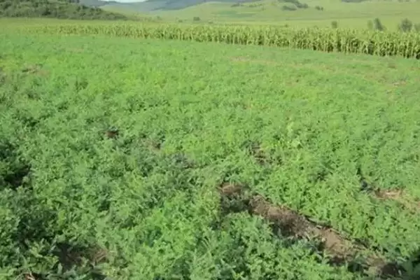 黄芪的管理方法相关要点(黄芪的管理方法,幼苗期至少要间苗2次)?插图5 黄芪的管理方法相关要点(黄芪的管理方法,幼苗期至少要间苗2次)?插图5