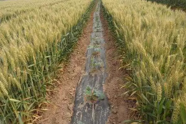 扬麦24小麦种子介绍与田间生长情况(扬麦24小麦种子介绍及田间生长情况)?插图2 扬麦24小麦种子介绍与田间生长情况(扬麦24小麦种子介绍及田间生长情况)?插图2